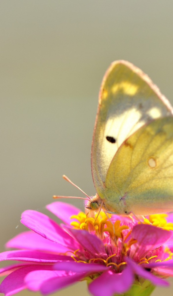 Желтая бабочка на розовом цветке