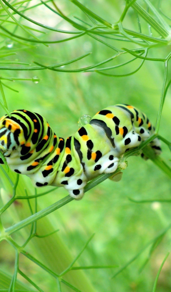 Желтая гусеница ест траву