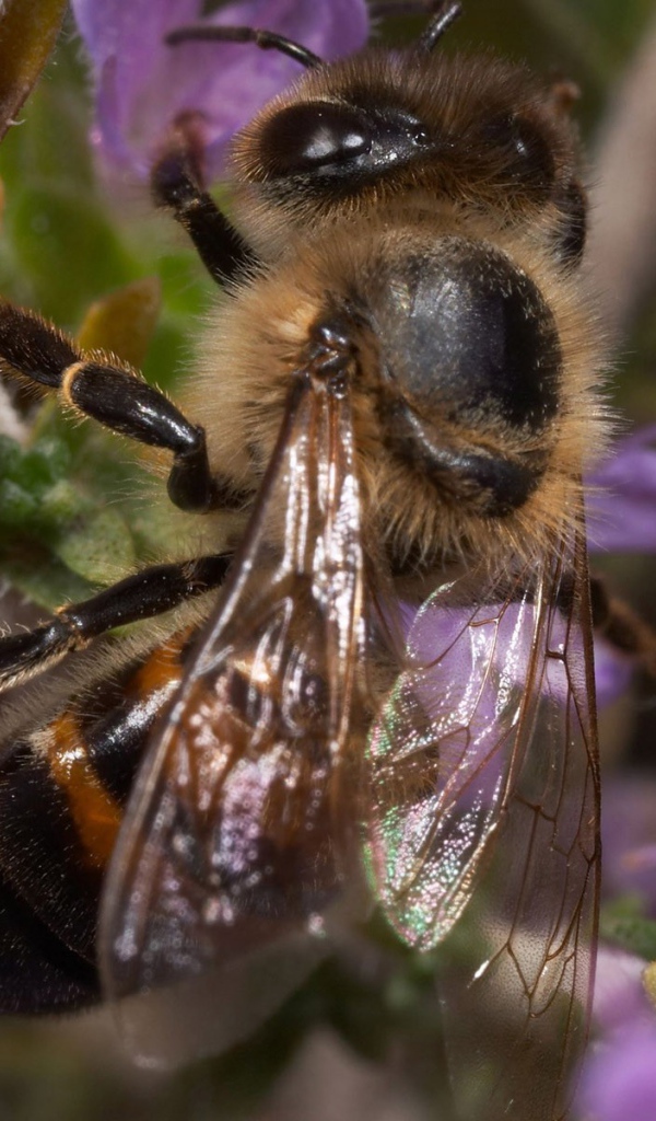 Пчела сидит на ветке