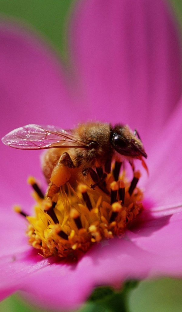 Пчела на цветке медоносе