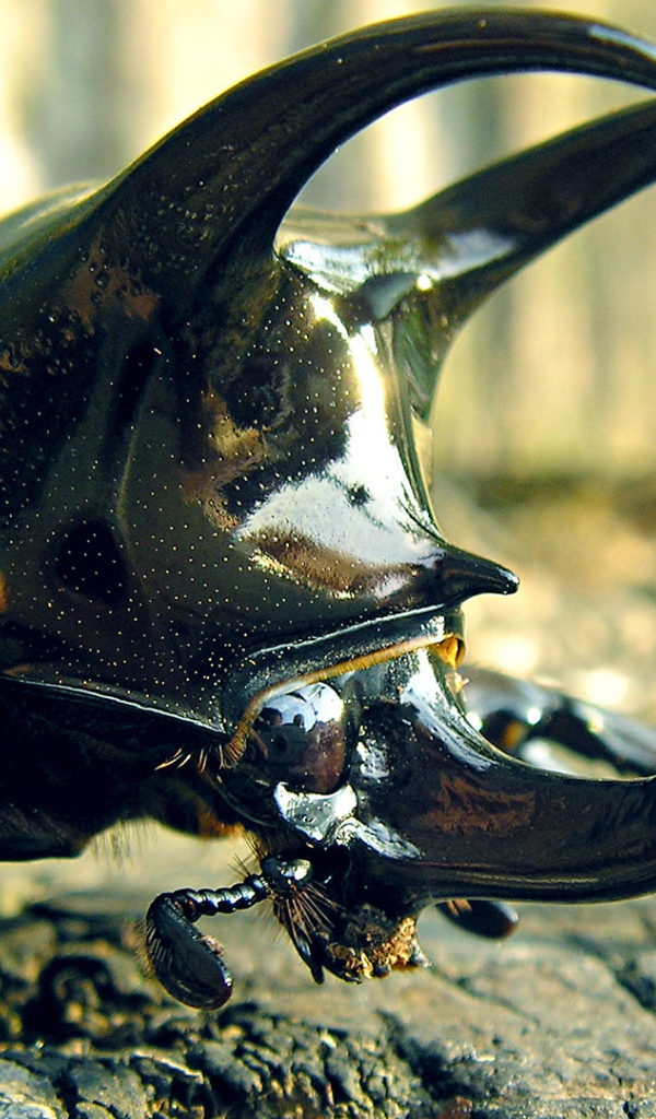 Большой рогатый жук