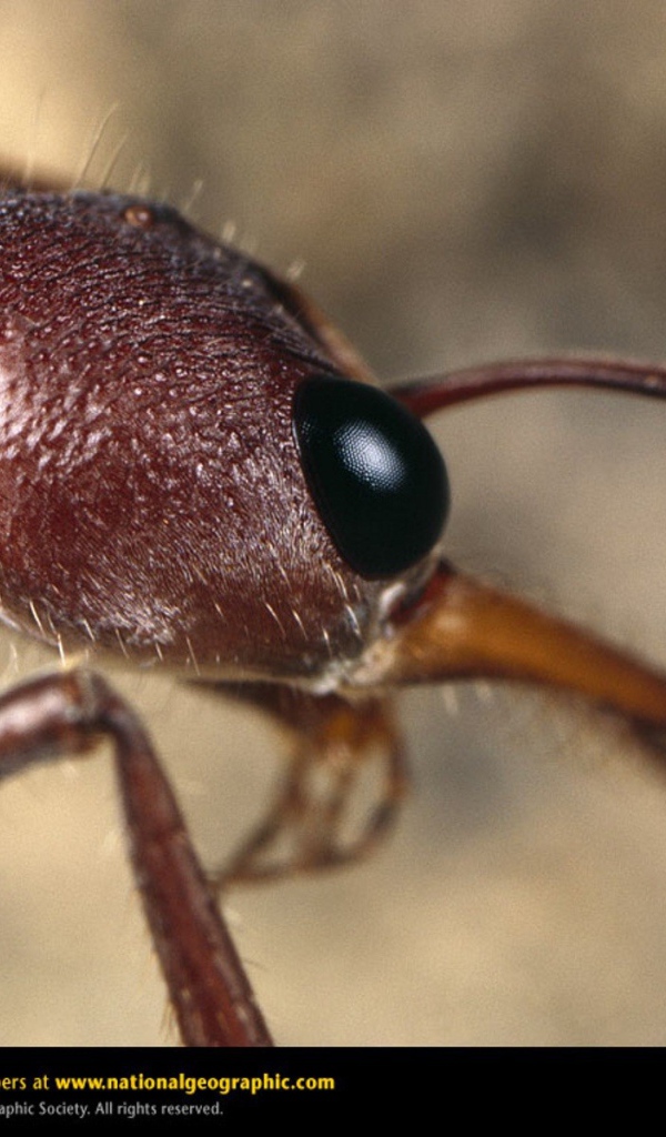 Голова муравья