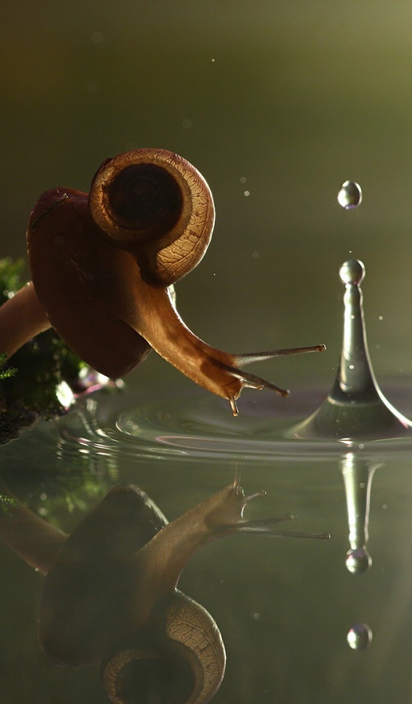 Улитка на грибе смотрит на воду