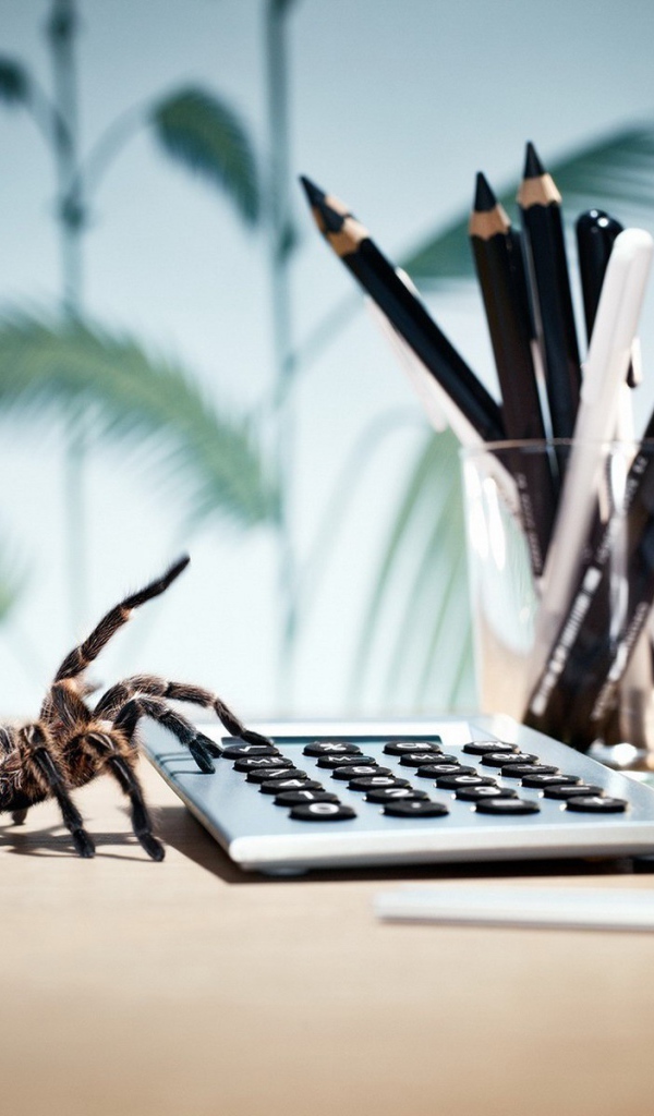 Паук у калькулятора