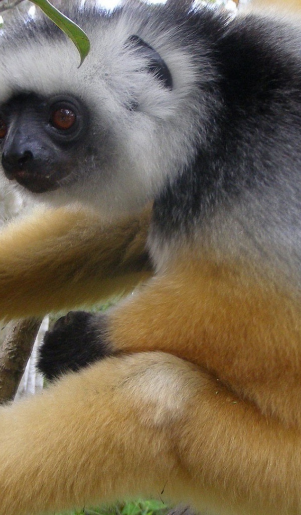 Обезьяна лезет на дерево