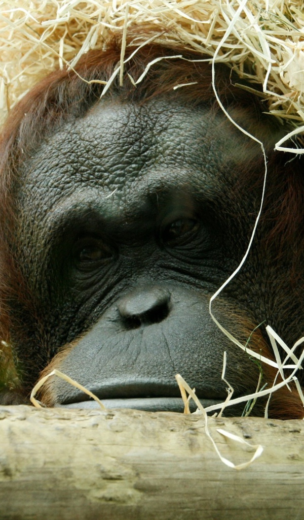 Горилла спряталась