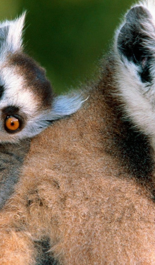 Лемур с детенышем на спине