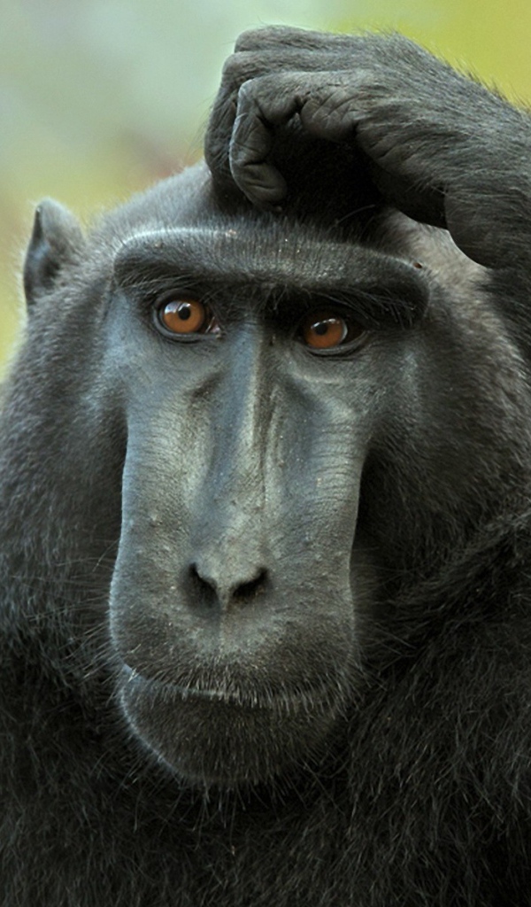 Обезьяна думает и чешет голову