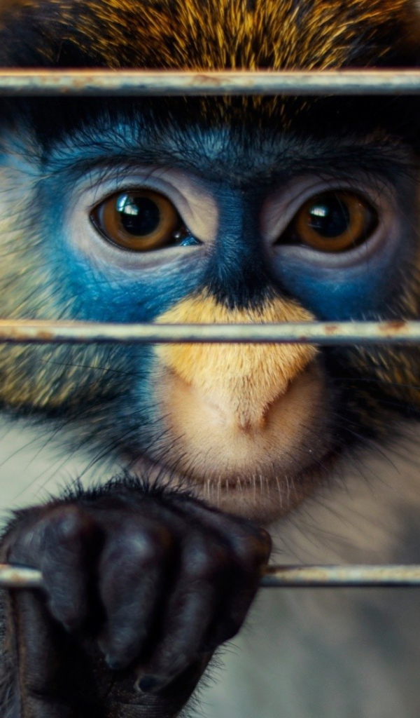 Обезьяна за решеткой