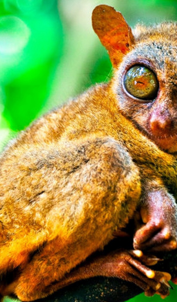 Животное из Малазии