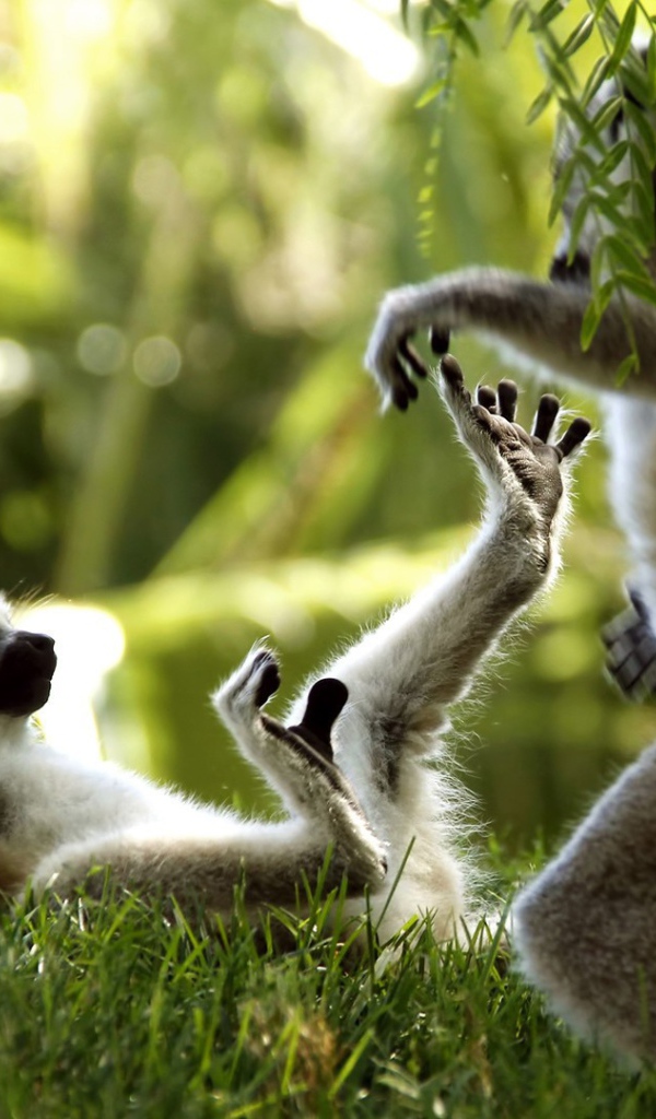 Лемуры играют