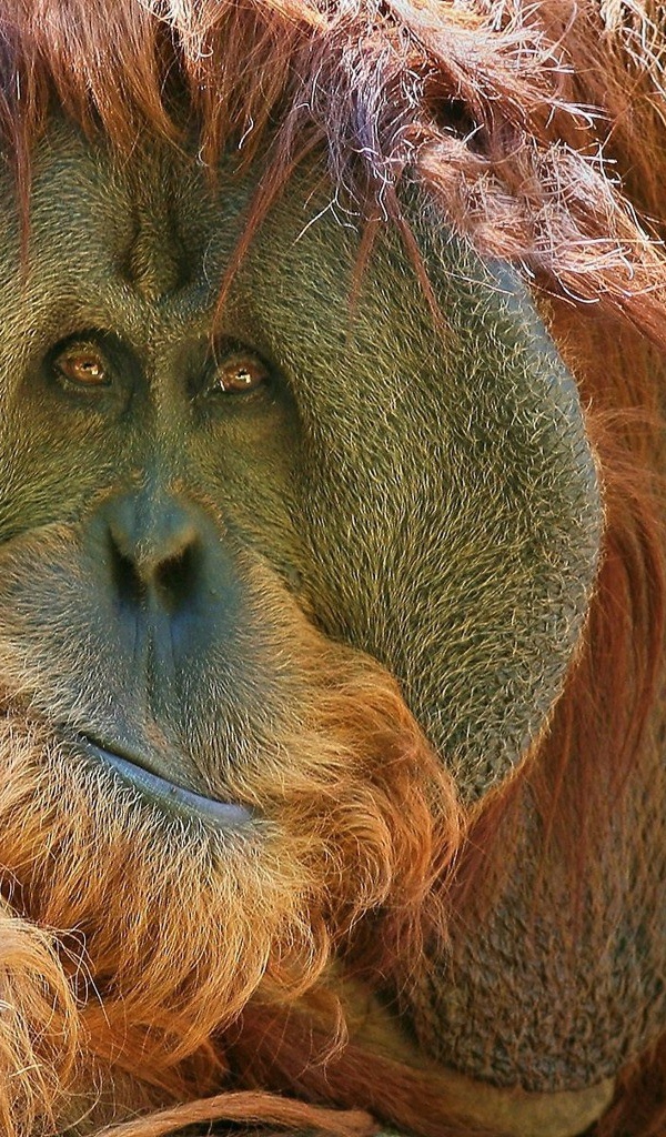 Взгляд обезьяны