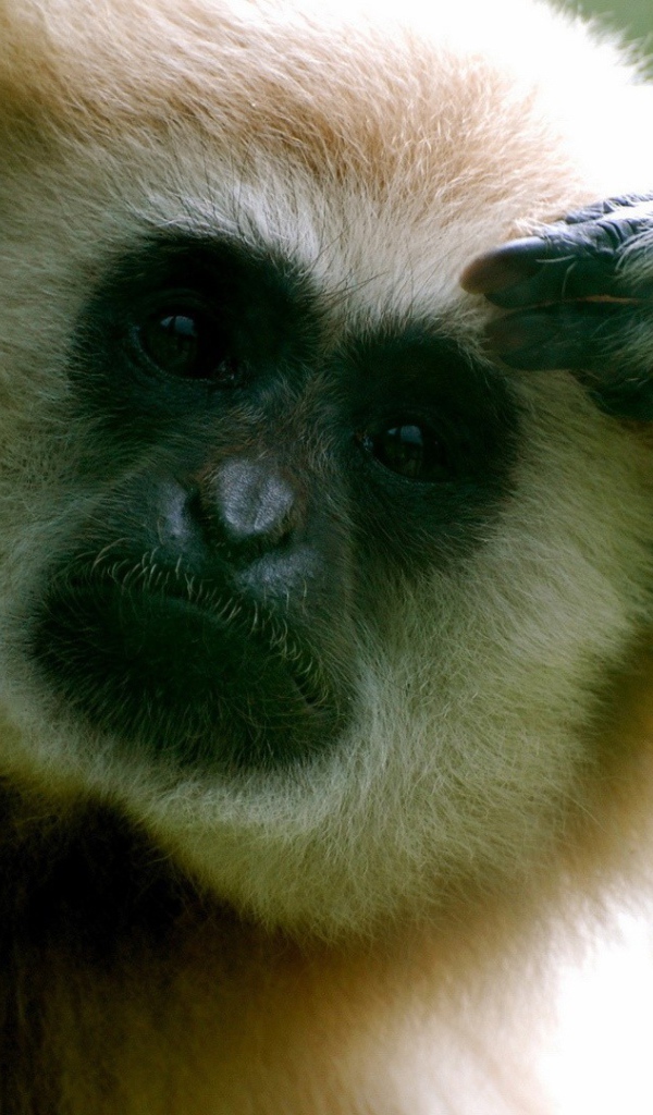 Обезьяна думает