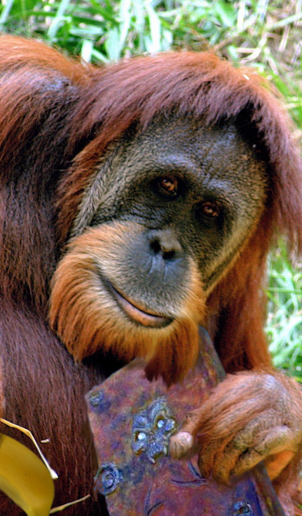 Орангутанг с книгой и бананом