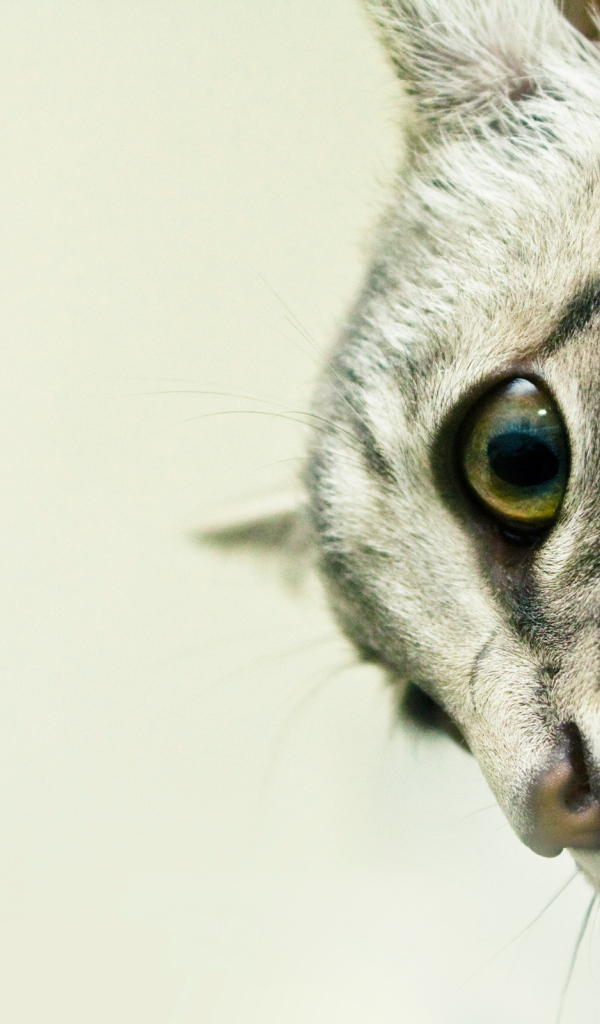 Кошачьи клыки