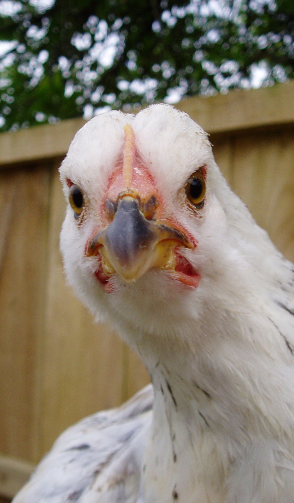 Курица крупным планом