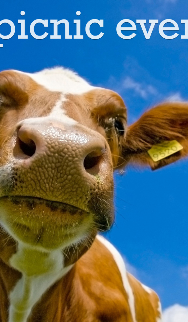 На пикнике каждый день