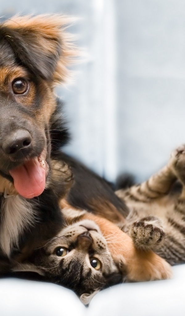 Кошка и собака хорошие друзья