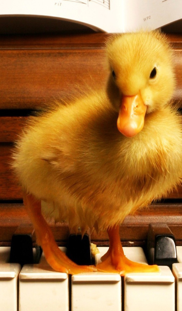 Я учусь играть