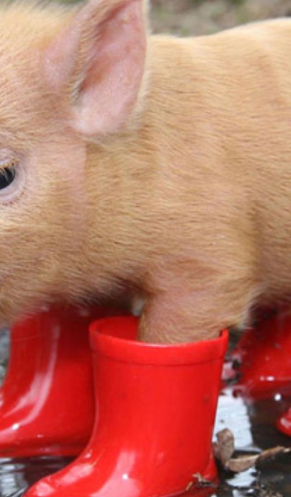 Поросенок в сапогах