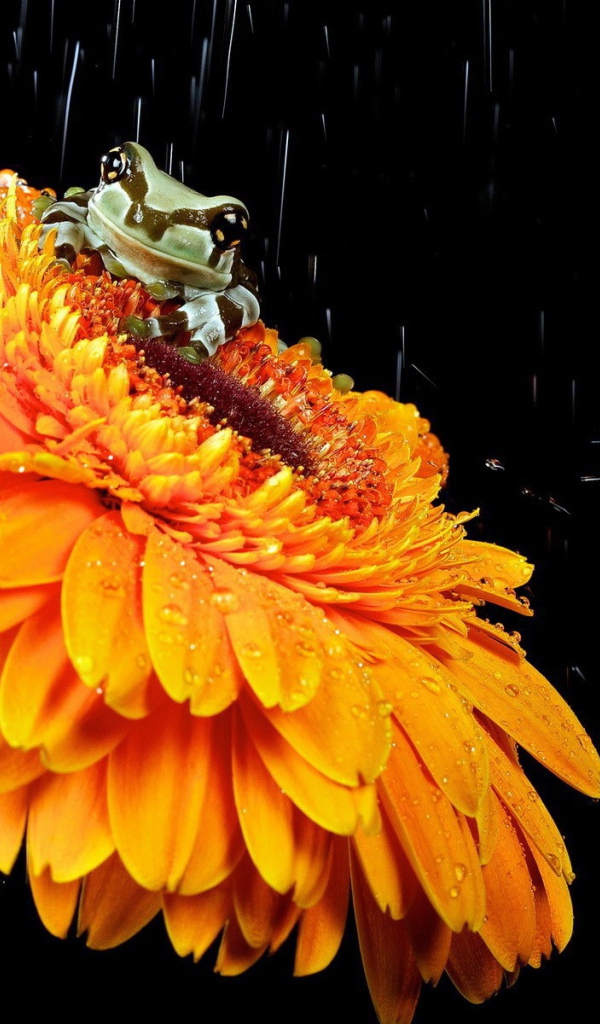 Лягушка на желтом цветке