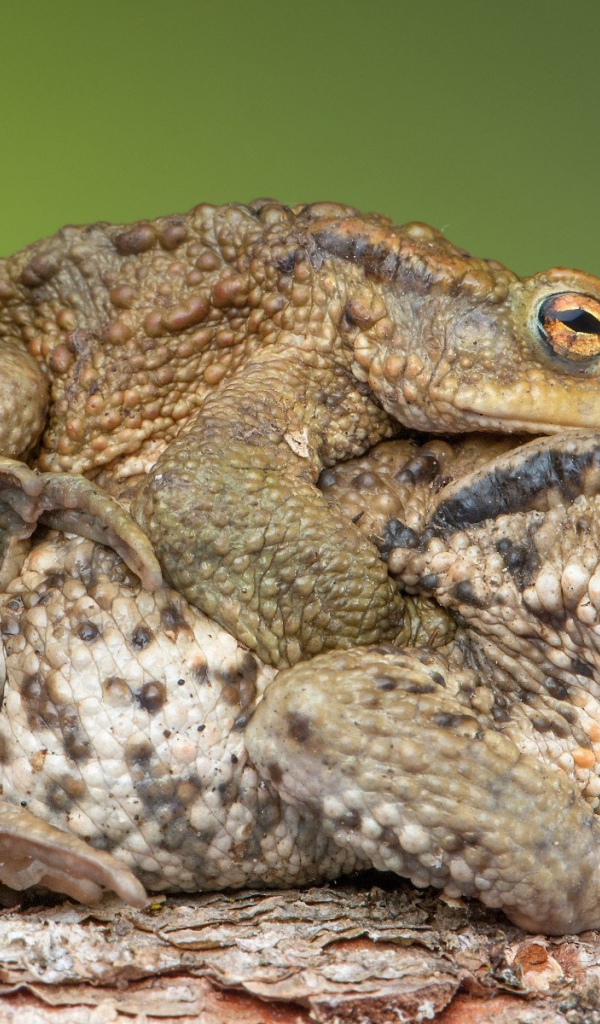 Милая парочка