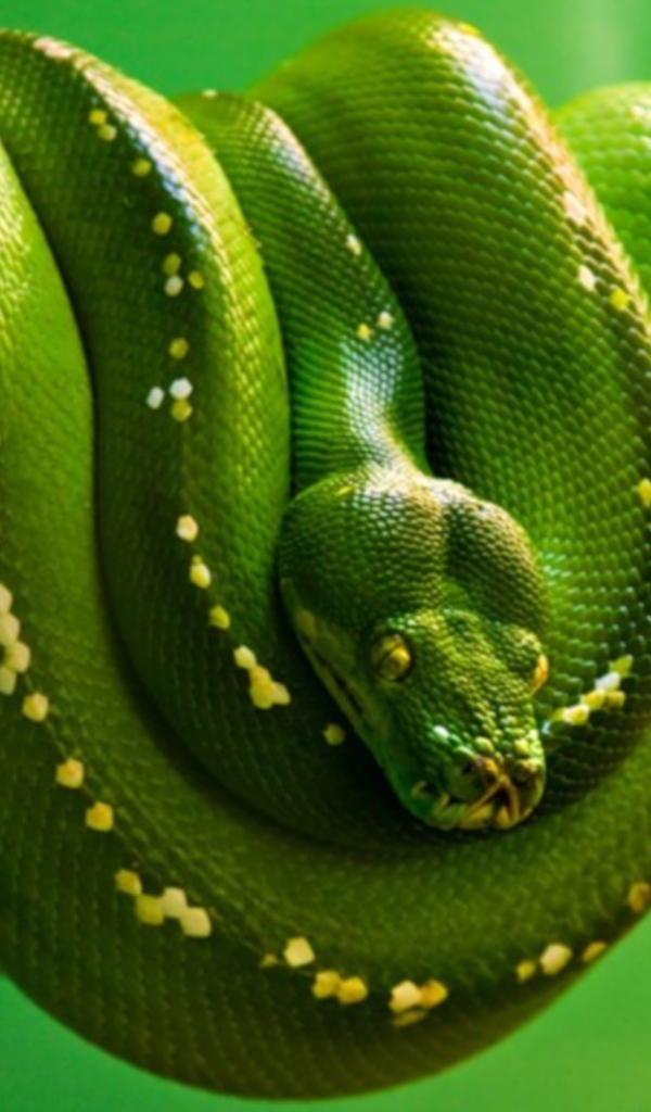 Зеленая змея висит на ветке