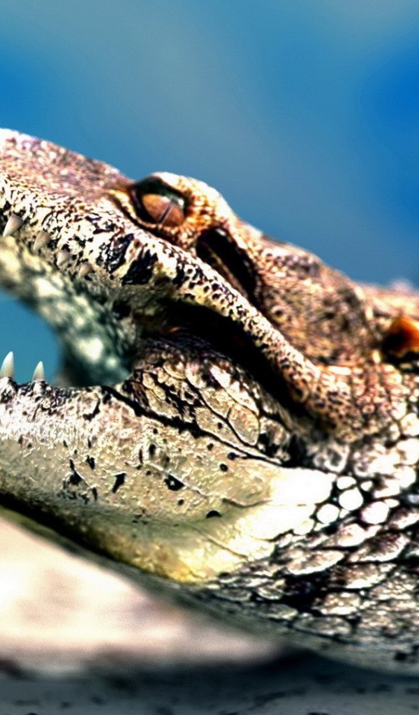 Jaws of a crocodile