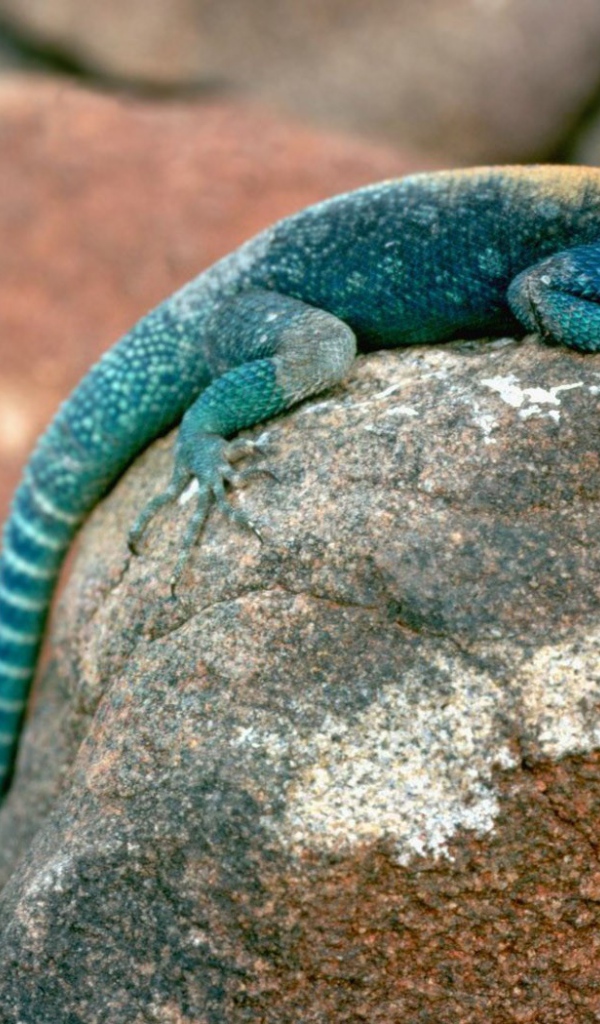 Ящерица сидит на камне