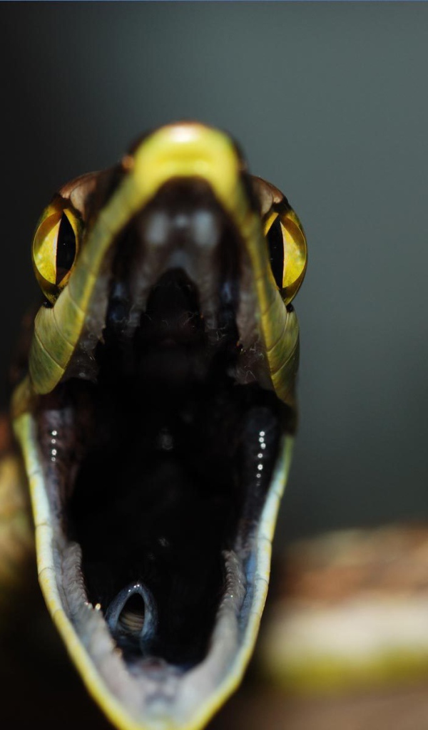 Змеиная пасть