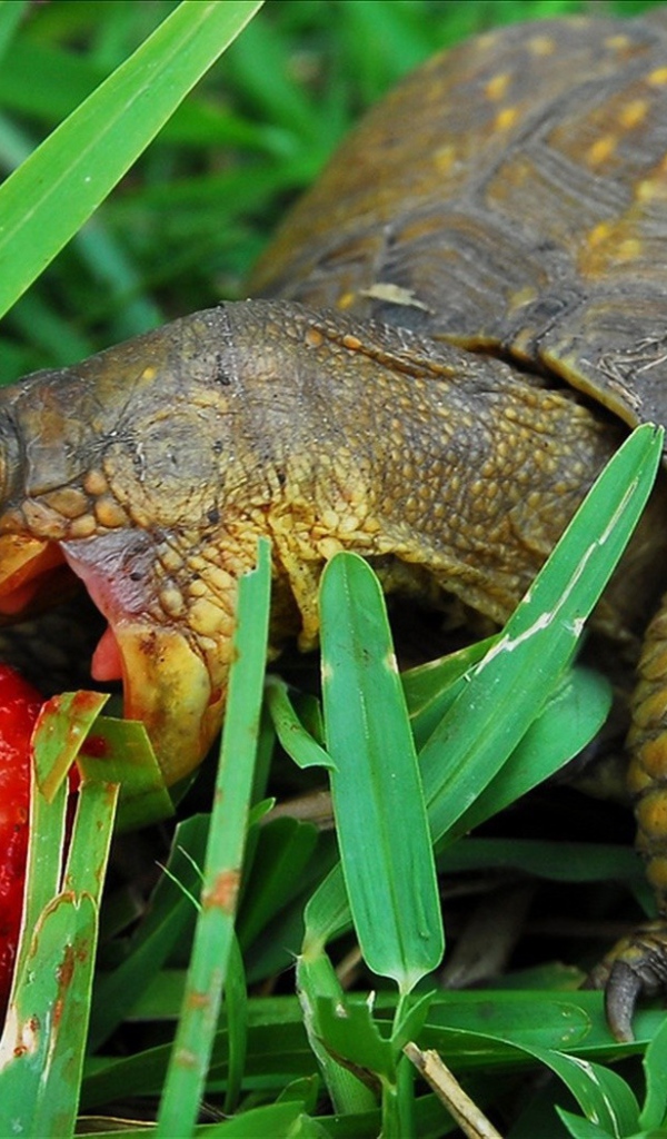 Черепаха с ягодой