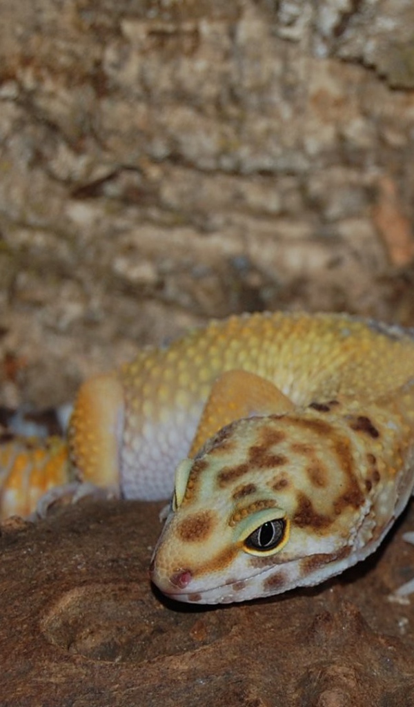 Две ящерицы