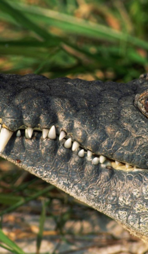 Белые зубы крокодила