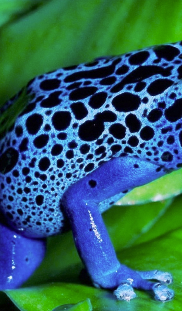 Синяя лягушка