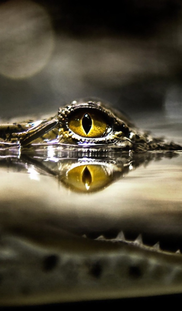 Глаз крокодила над водой