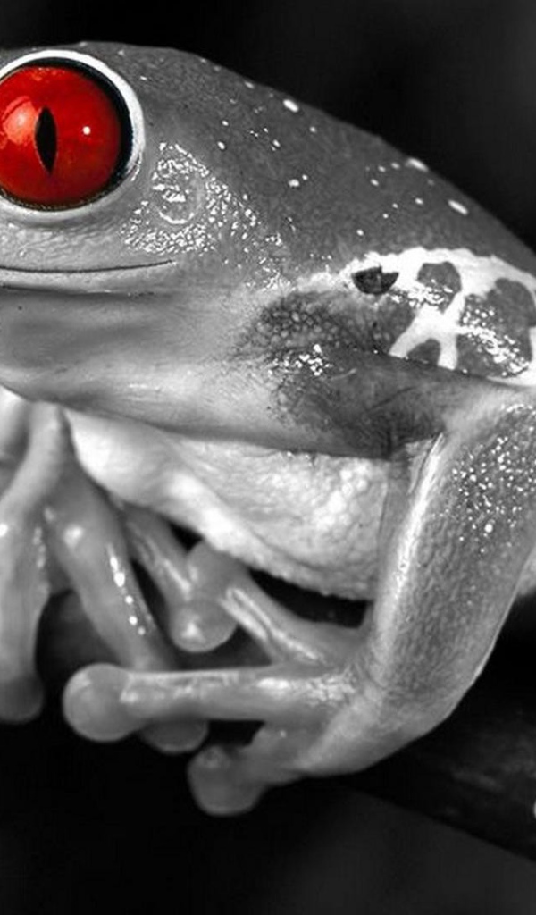 Лягушка с красными глазами
