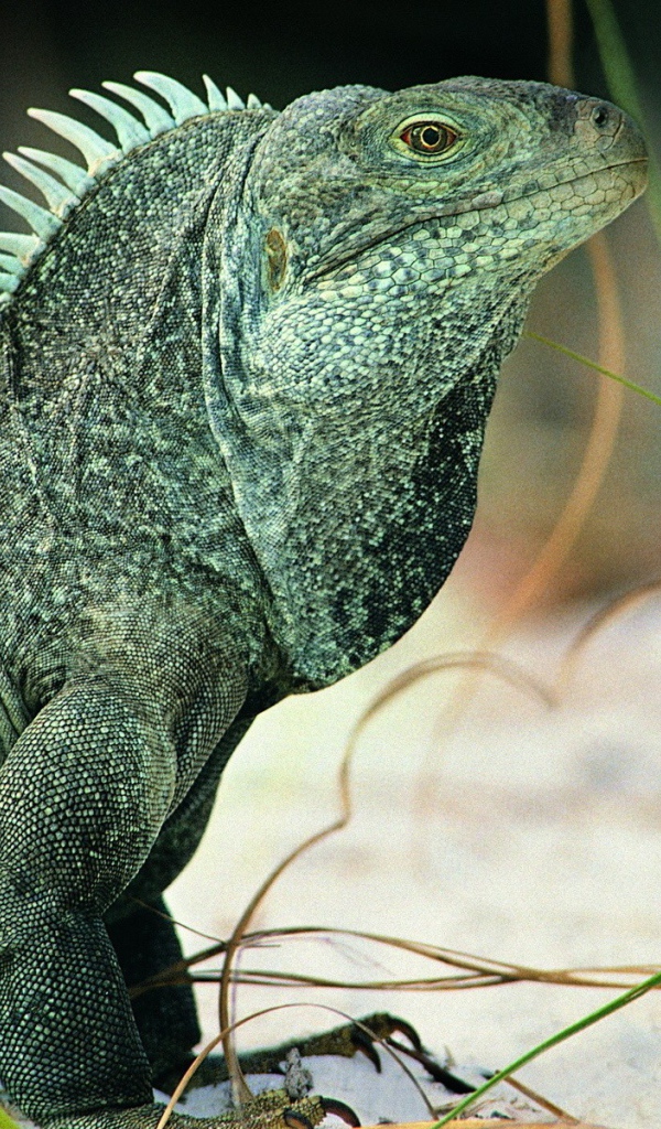 Ящерица Игуана