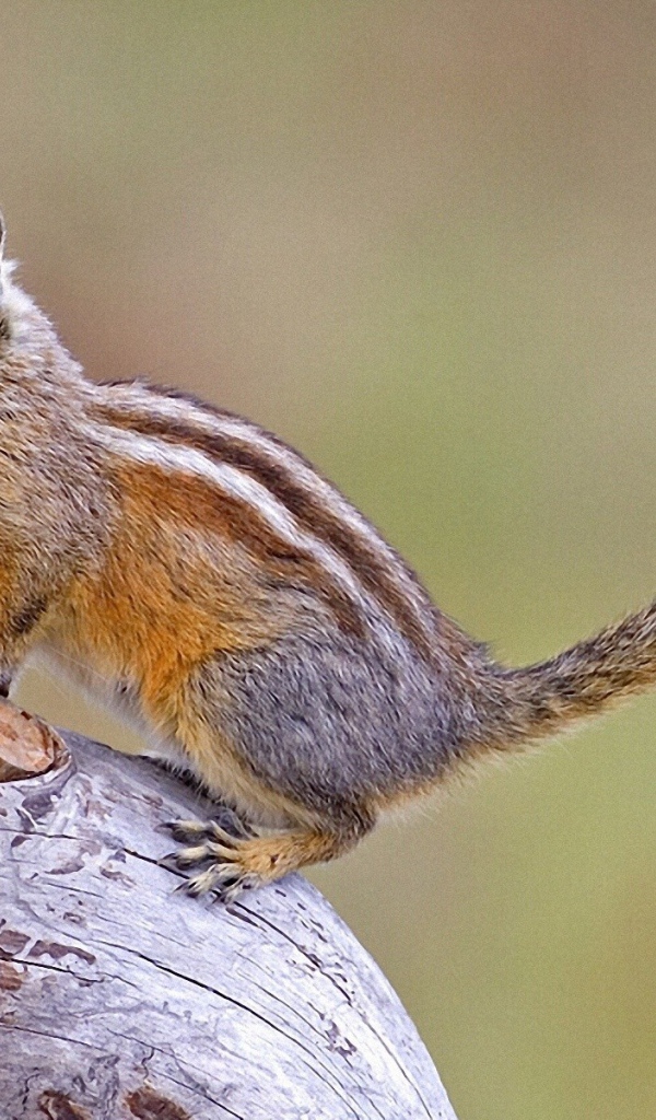 Бурундук на дереве