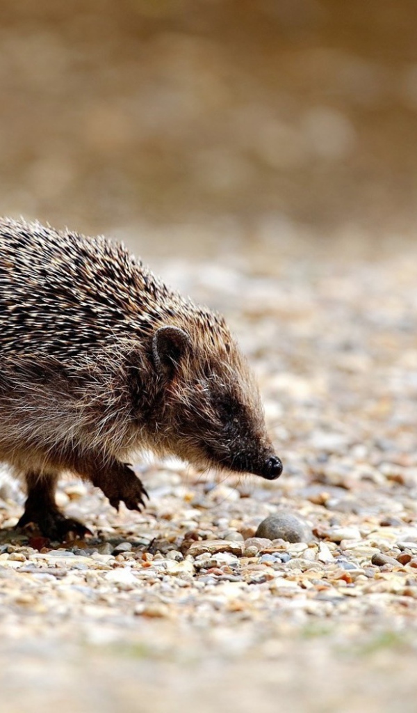 Hedgehog runs down the rocks