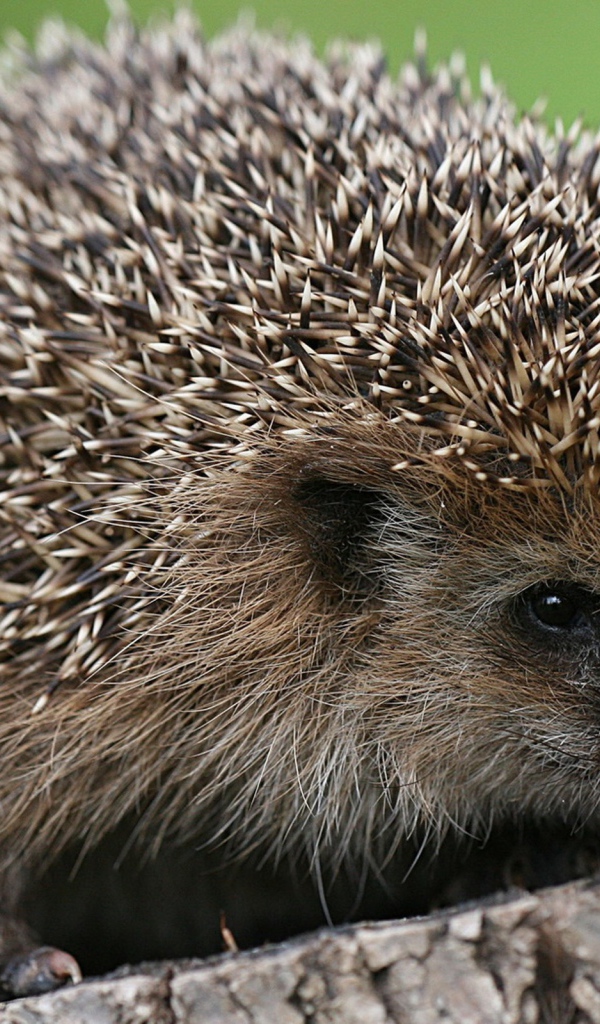 Ёжик сидит на пне