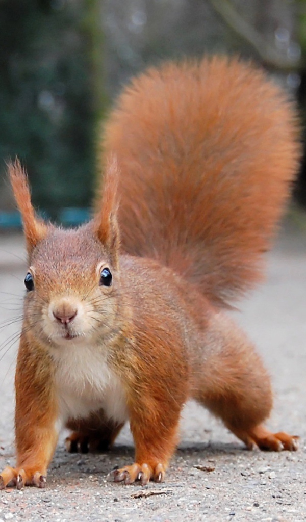 Белка стоит на дороге