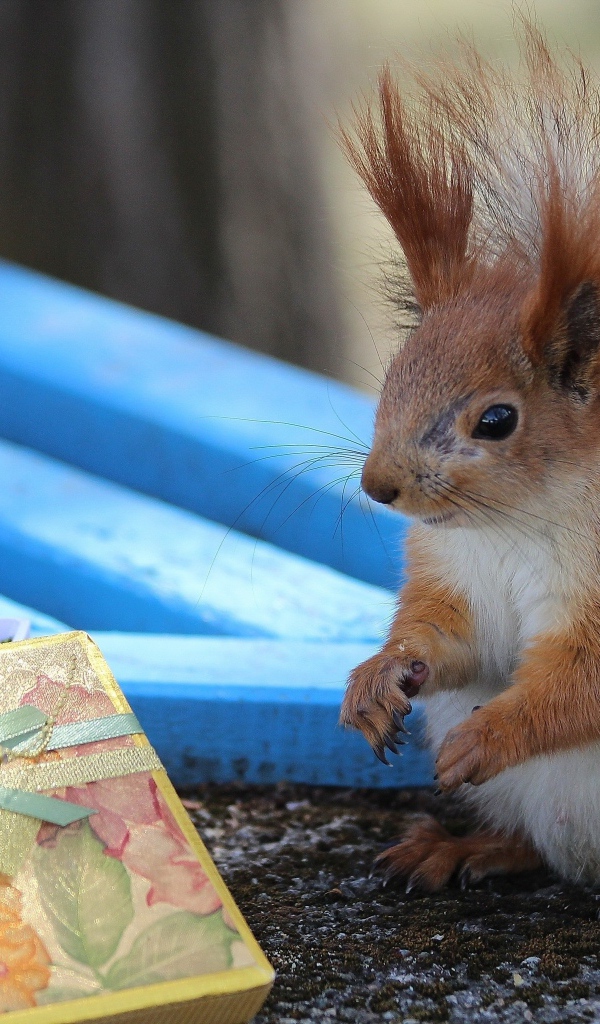Белка у подарка с орехами