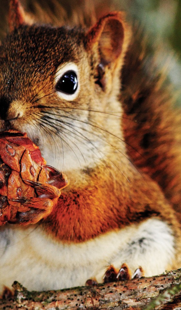 Белка с шишкой