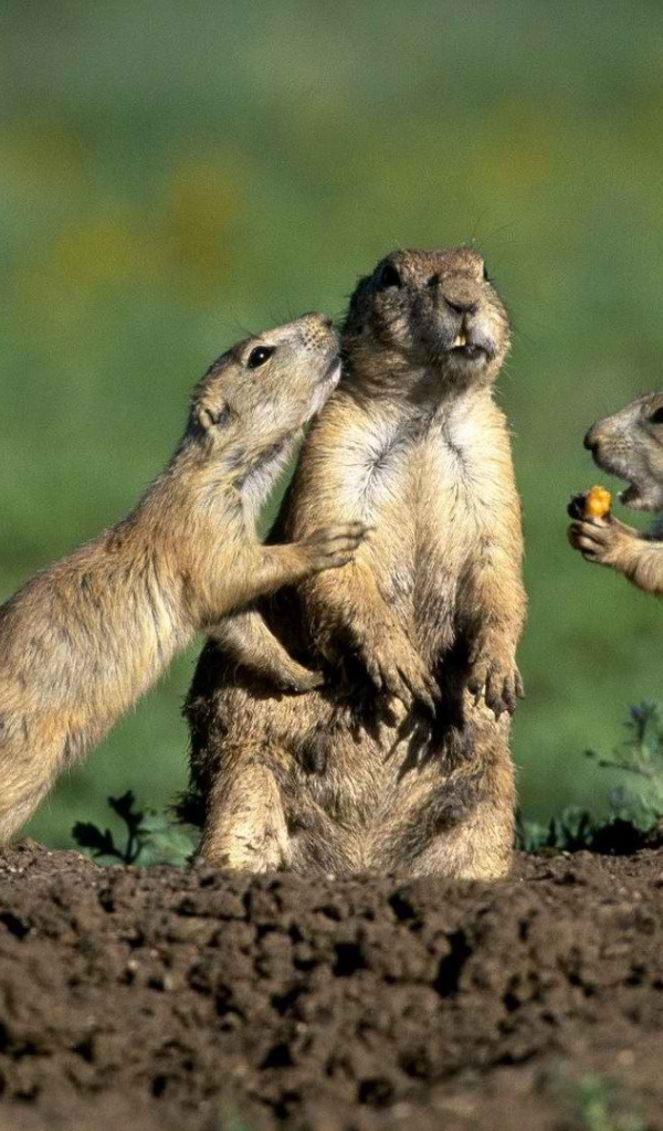 Стукач у сусликов