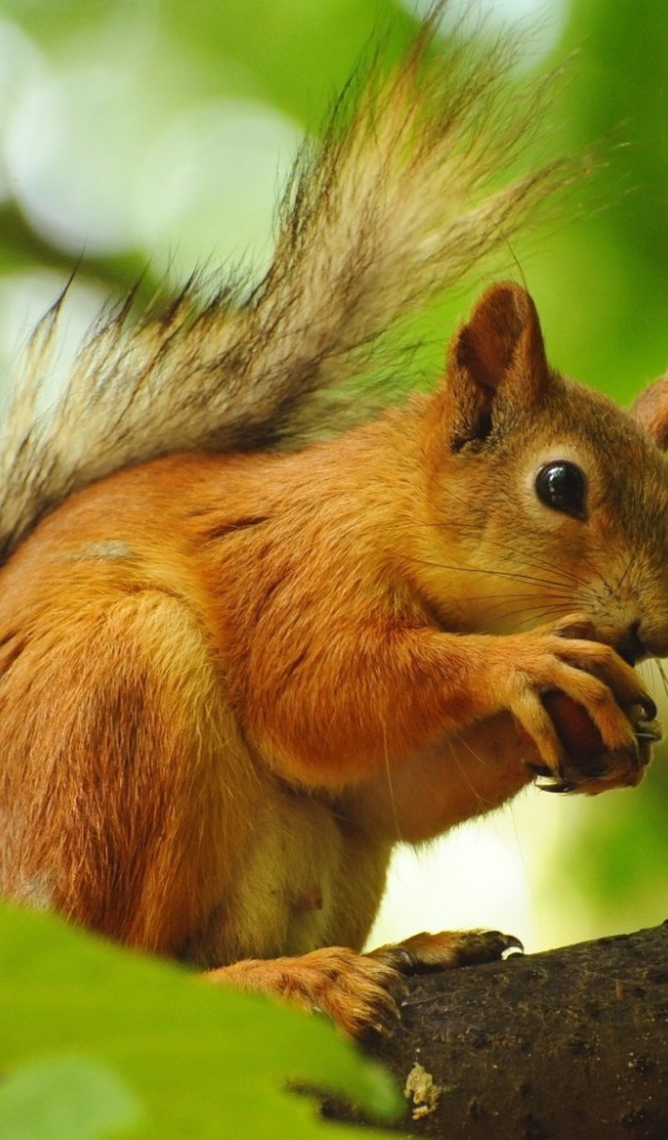 Белка грызет орех