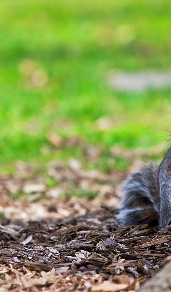 Белка ест хлеб