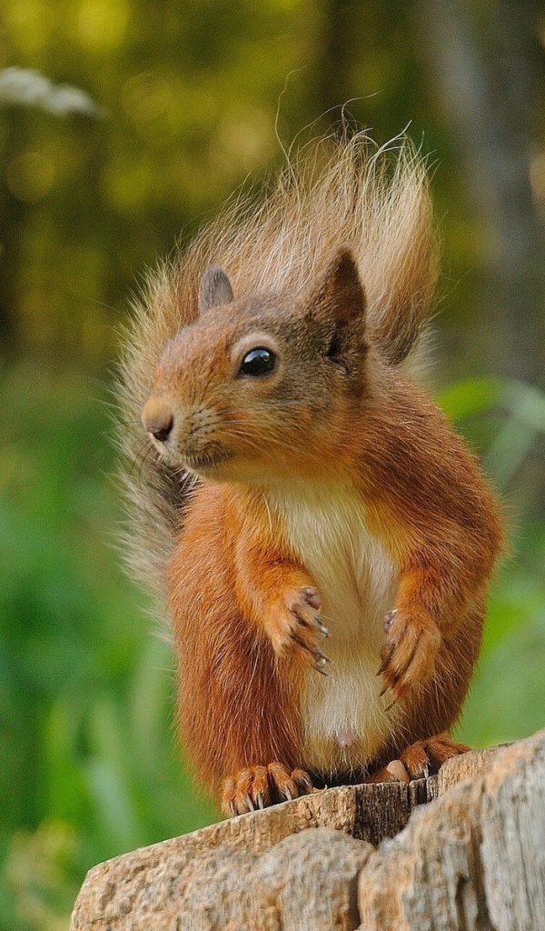 Белка сидит на пне