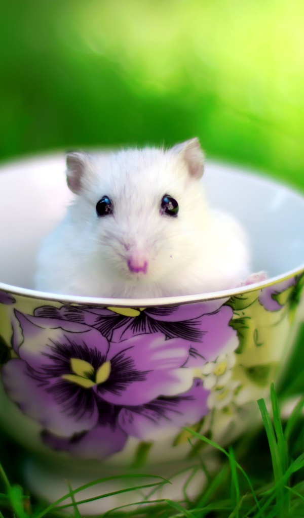 Белая мышь в чашке