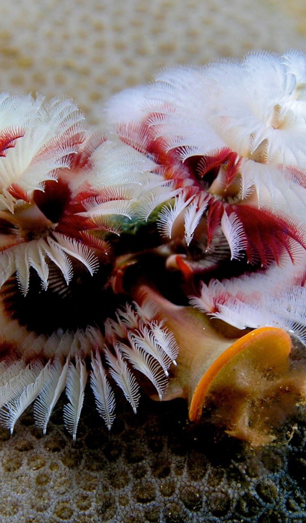 Красивое Морское растение