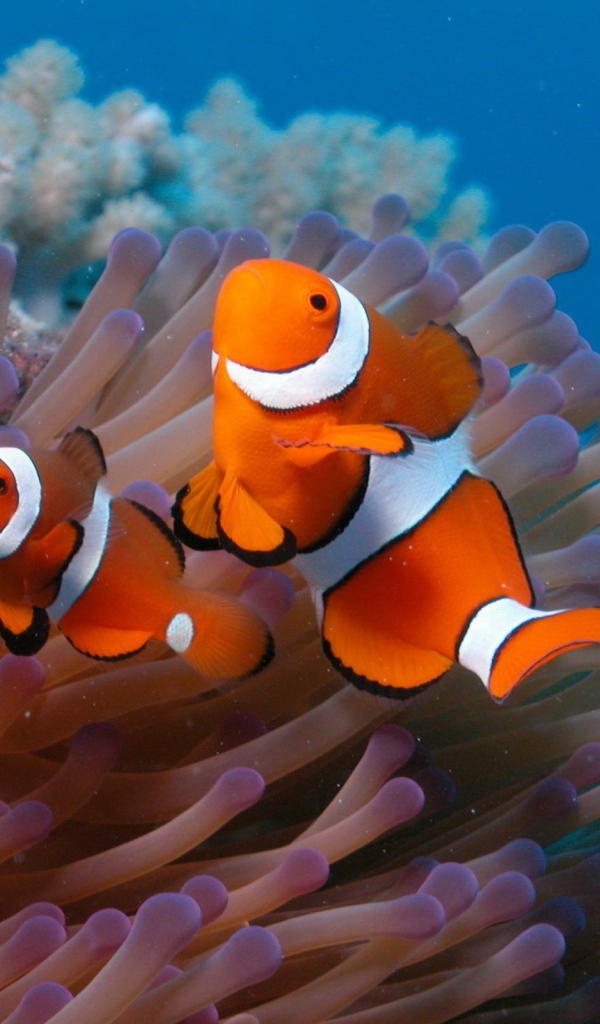 Рыба-клоун и актиния